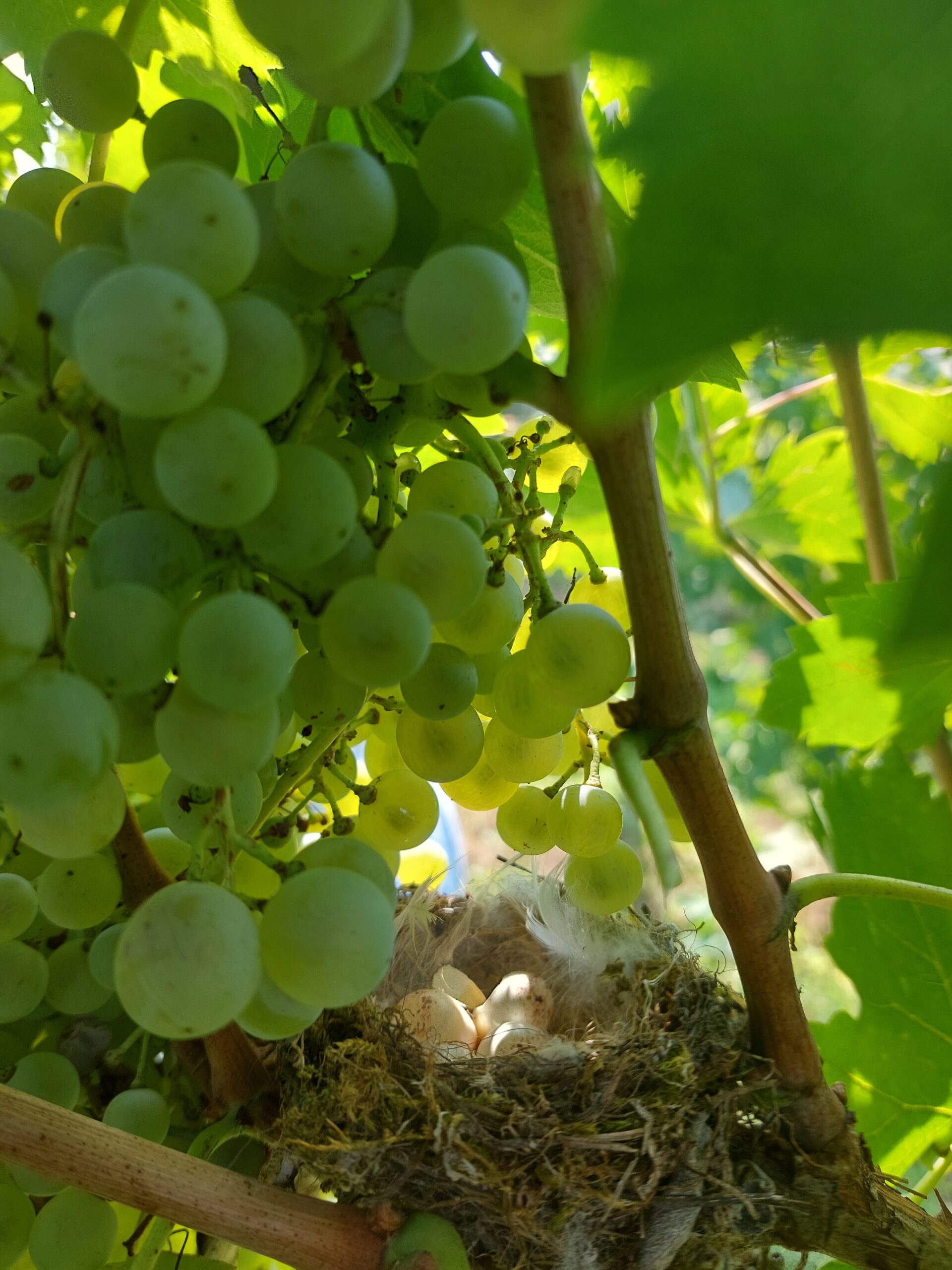 Vendemmia 2022
