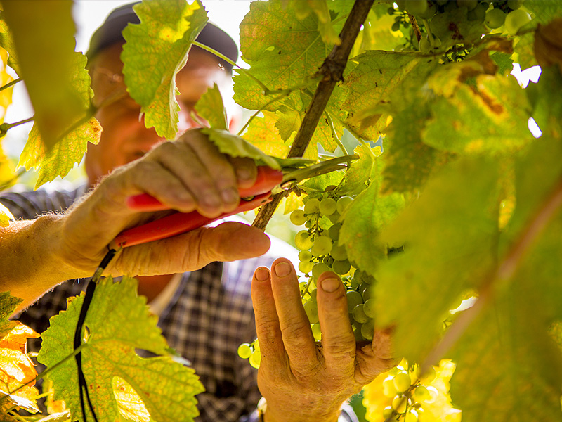 img_vendemmia_2021_1